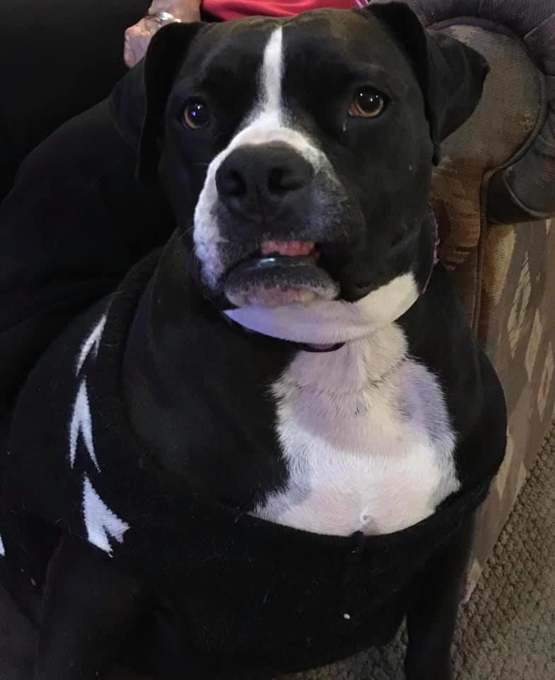 Readers pet photos